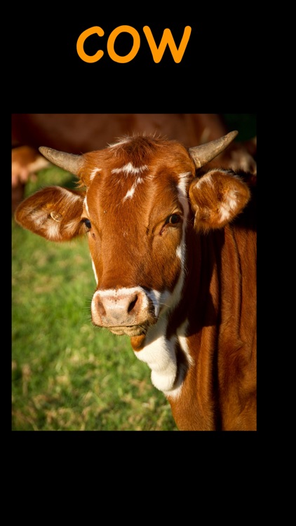 My Lovely Animals screenshot-4