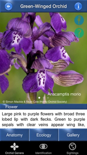 Orchid Id - British Orchids(圖3)-速報App