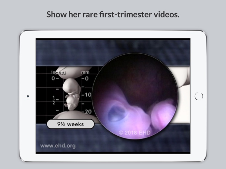 Little One Pregnancy Guide