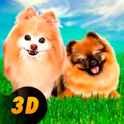 Pomeranian Dog City Wild Life