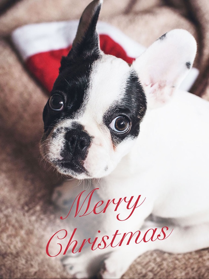 Christmas Greeting Cards - NEW