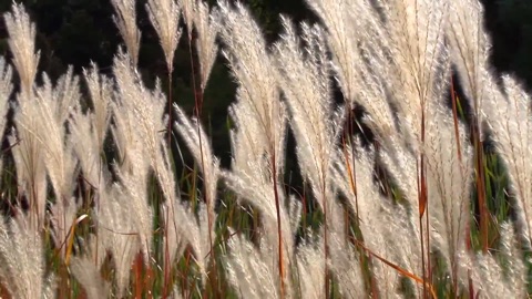 Screenshot #6 for Aquarium & Relax