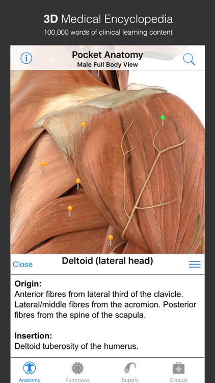 Pocket Anatomy (2018)