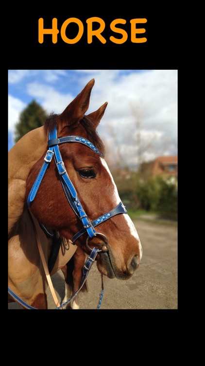 My Lovely Animals screenshot-3