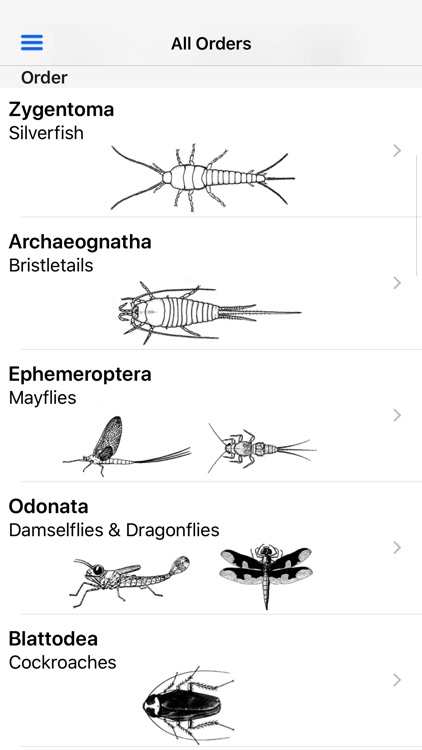 Insects of South Africa