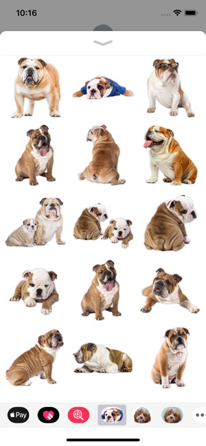 English Bulldog Stickers(圖3)-速報App