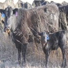 Cattle Mgmt in Limited Forage