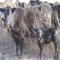 Decision support tool for cattlemen with livestock in drought conditions