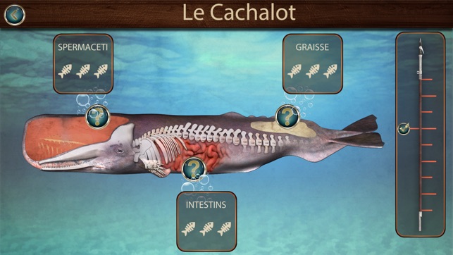 Cachalinot du Musée de la Mer(圖2)-速報App