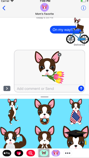 Chocolate Boston Terrier(圖2)-速報App