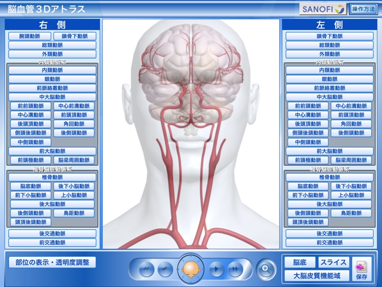 脳血管3Dアトラス　