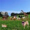 Have fun with your kids and let them learn the sound of animals