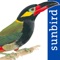 *** This mobile field guide includes all 871 bird species found in the Guianas covering the countries Suriname, Guyana, and French Guiana