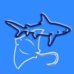 Sharks  Rays, by Reef Life
