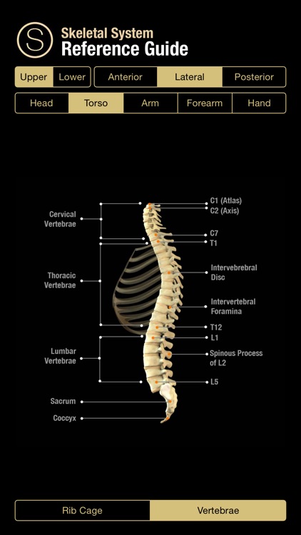 Human Skeleton Reference Guide