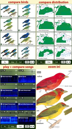 All Birds Guianas, Suriname, Guyana, French Guiana(圖3)-速報App