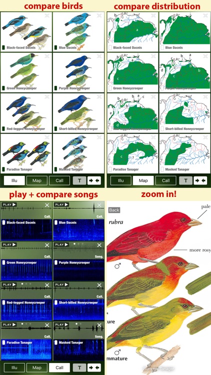All Birds Guianas, Suriname, Guyana, French Guiana