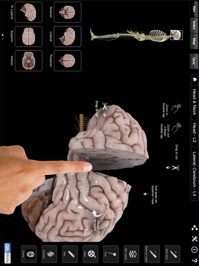 Brain & Nervous System Pro III