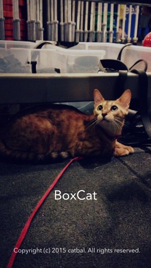 Box-Cat(圖1)-速報App