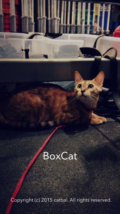 Box-Cat screenshot-0