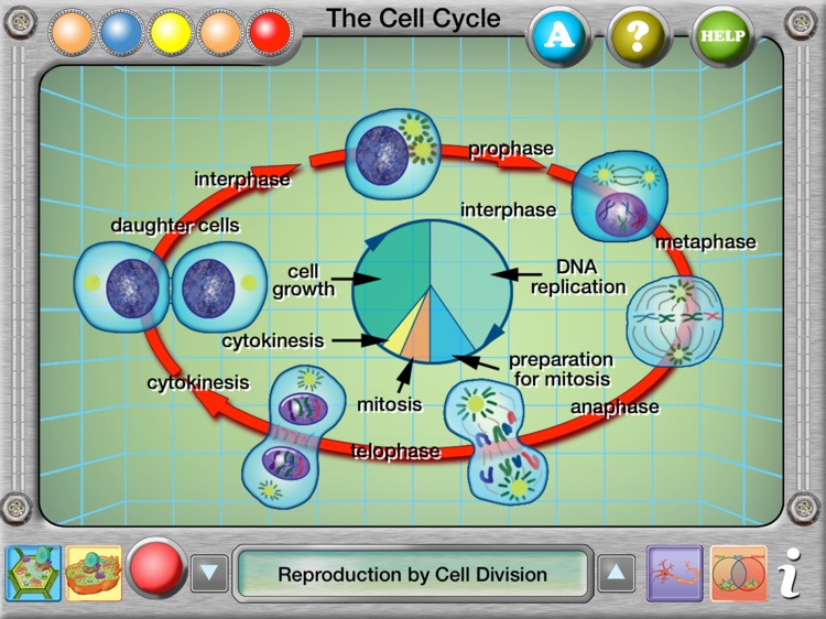 Plant and Animal Cells