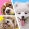 Cute dog puzzle game