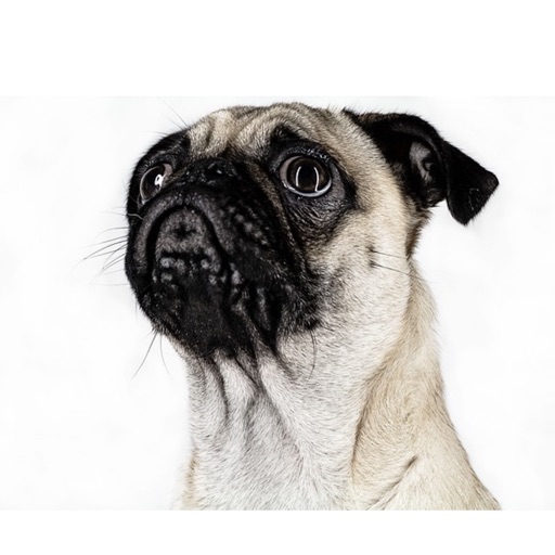 Pug Sticker Pack icon