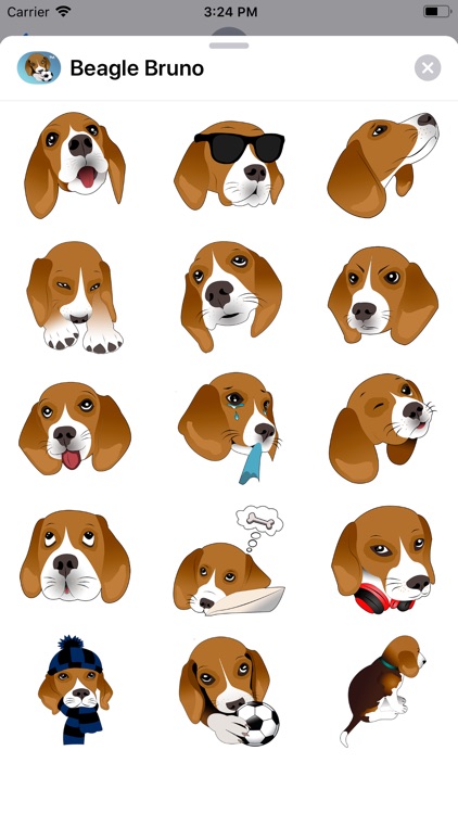 Beagle Bruno