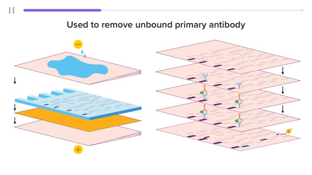 Biology Longtail Education(圖3)-速報App