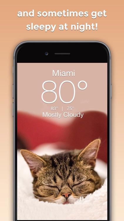 Lil BUB Cat Weather Report
