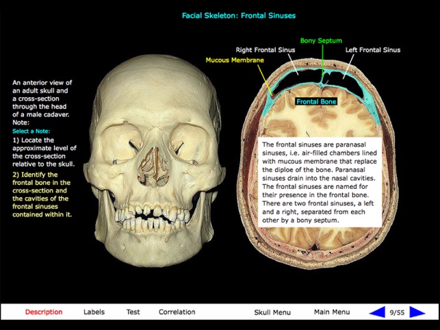 Gross Anatomy of the Skeleton