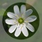 Mobile Flora is a modern guide to plants