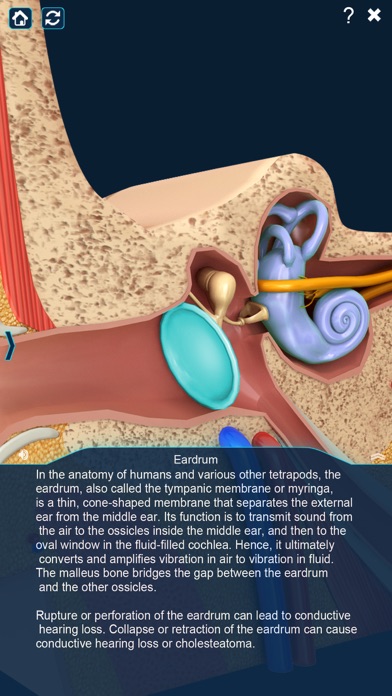 My Ear Anatomy screenshot 4