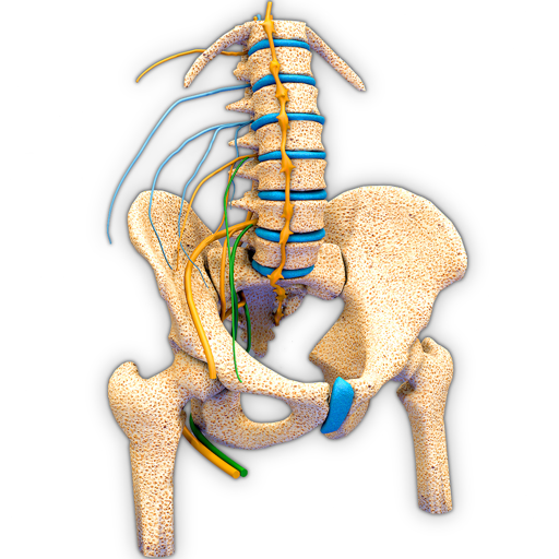 Hip Nerves Ending