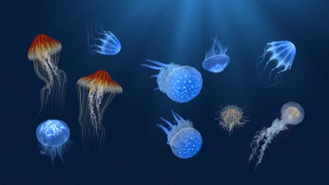 Screenshot #8 for Jellyfish Heaven - Relax Time
