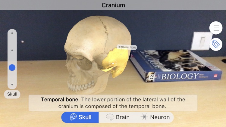 Brainapse