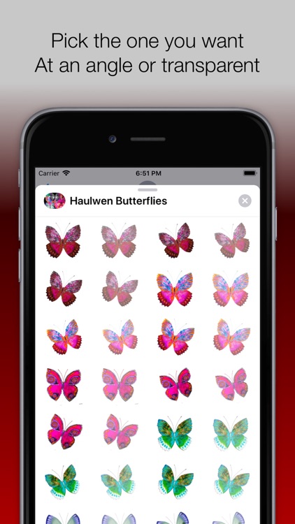 Haulwen Butterflies