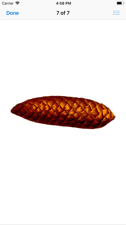 Pine Cone Stickers screenshot-7