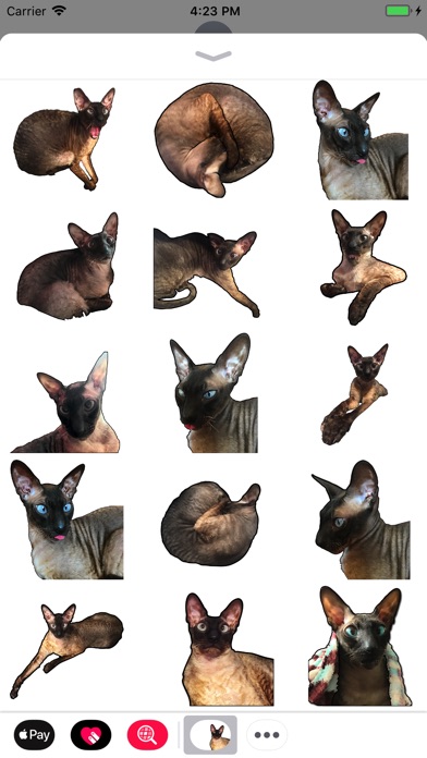 Tyutya cornishrex screenshot 4