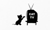 Cat TV - The Ultimate TV for Cats