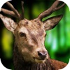 Deer Hunt African Safari 2015