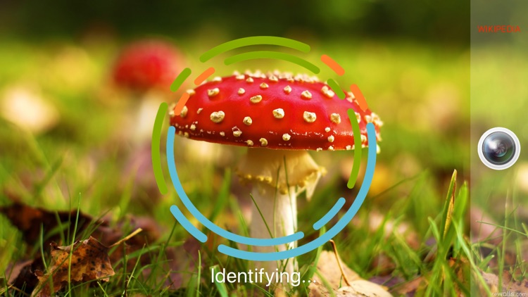 MushroomSnap - Mushroom ID Pro