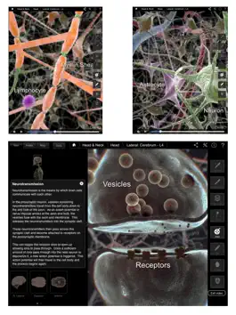 Game screenshot Brain & Nervous System Pro III hack