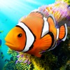 Clownfish Survival Simulator