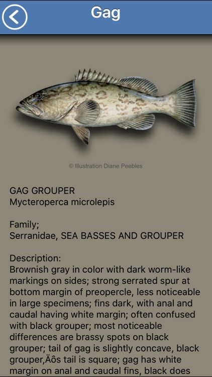 Fish the Gulf screenshot-4