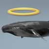 Angel Whale