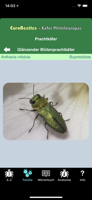 EuroBeetles(圖6)-速報App