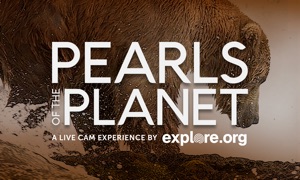 Pearls of the Planet