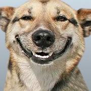 Funny Doge