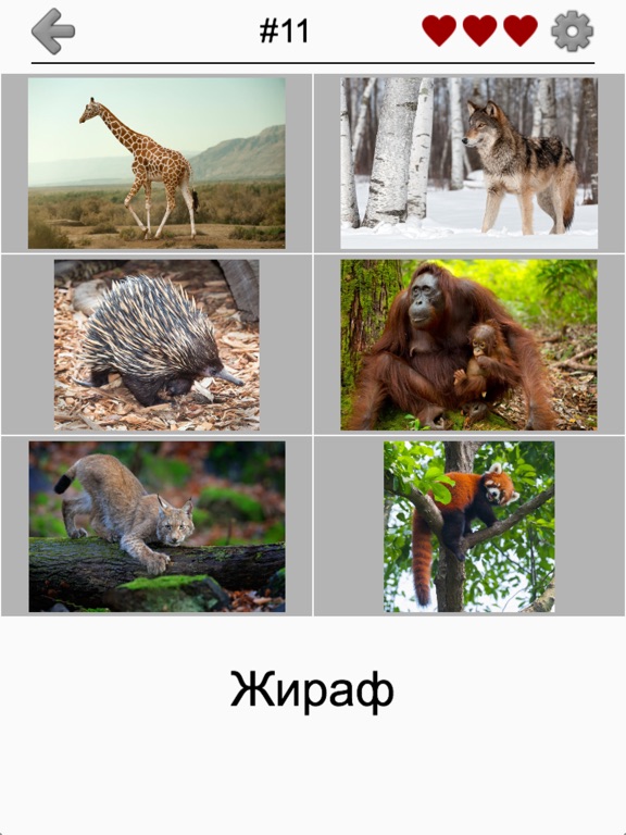 Скачать игру Животные - Все звери и птицы